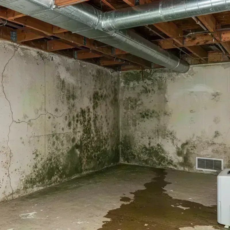 Professional Mold Removal in McLean County, IL